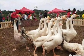 网红大鹅吃瓜视频大全集