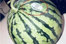 网红吃瓜图,娱乐圈幕后真相大曝光