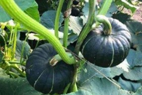 爱可可网红吃瓜图片高清,爱可可美食图片高清大赏